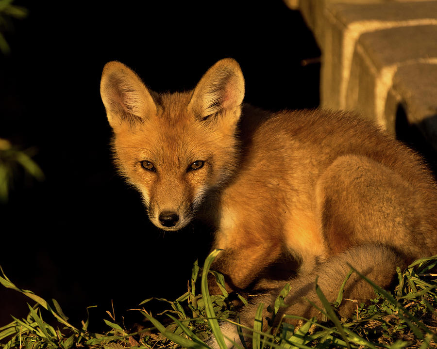 Fox 3 Photograph by Jay Stockhaus