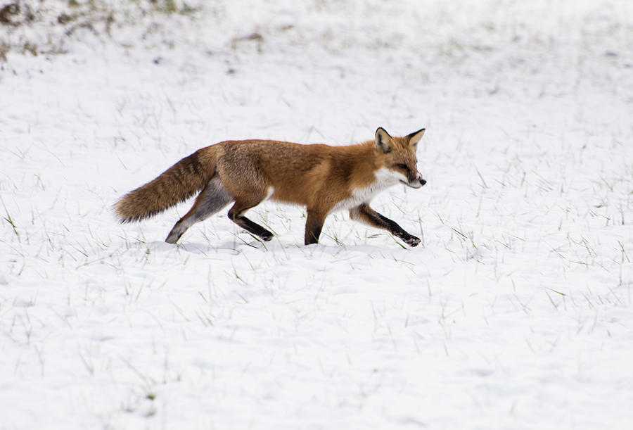 Fox 3 Photograph by Paul Ross