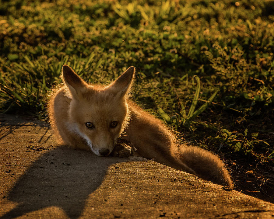 Fox 5 Photograph by Jay Stockhaus