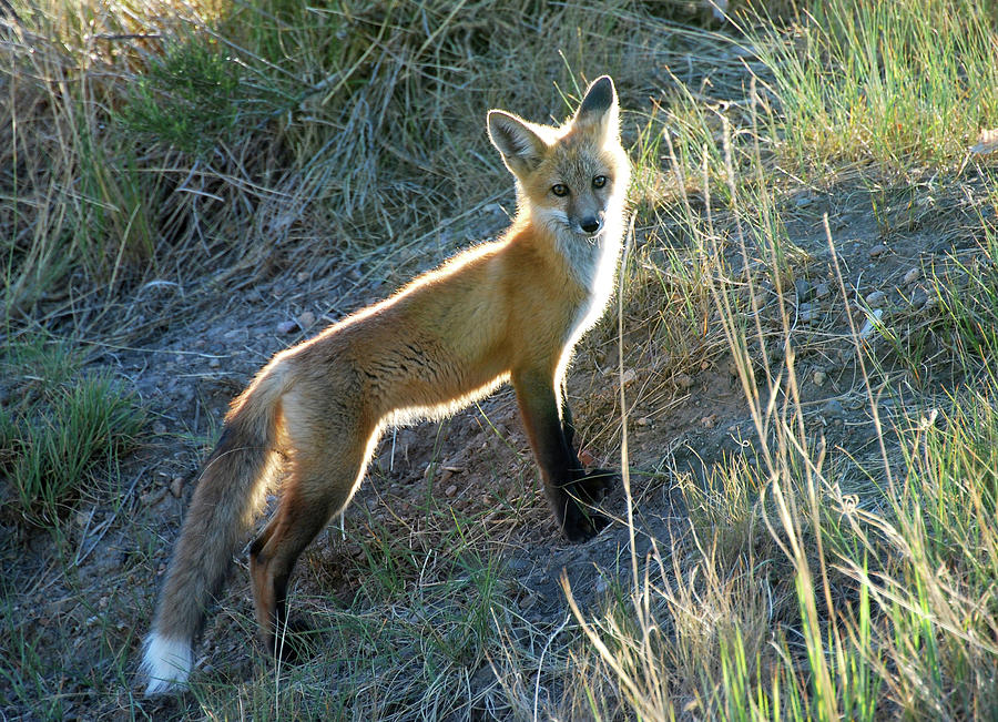 Fox 58-4 Photograph by Diana Grant - Fine Art America