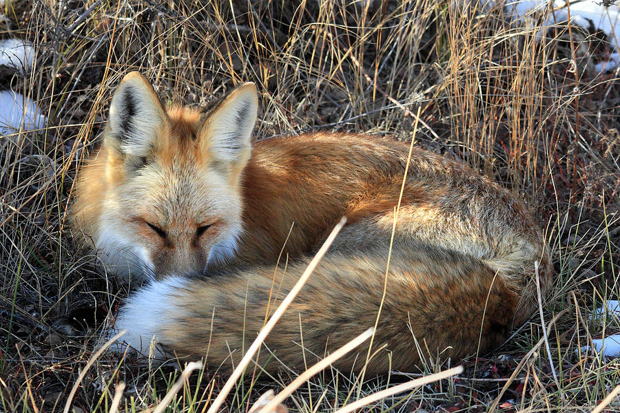 Fox All Curled Up In Grand Teton National Park Photograph By Pierre