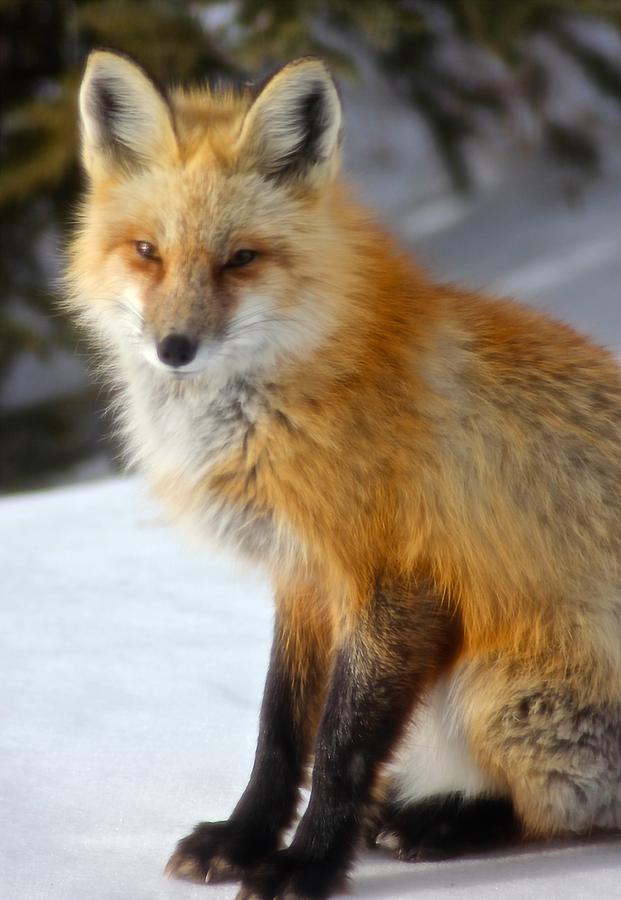 Fox Photograph by Amber Navarro - Fine Art America