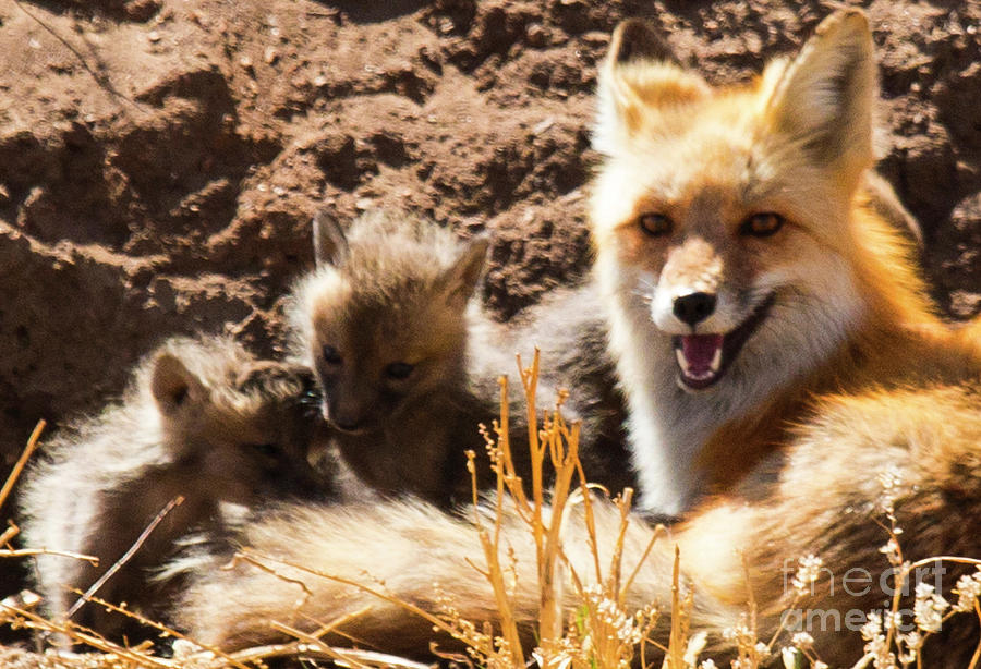 Fox And Puppies Photograph