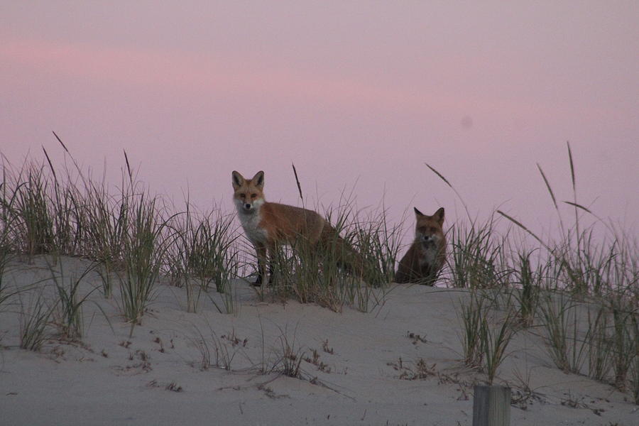 Fox And Vixen Photograph by Robert Banach