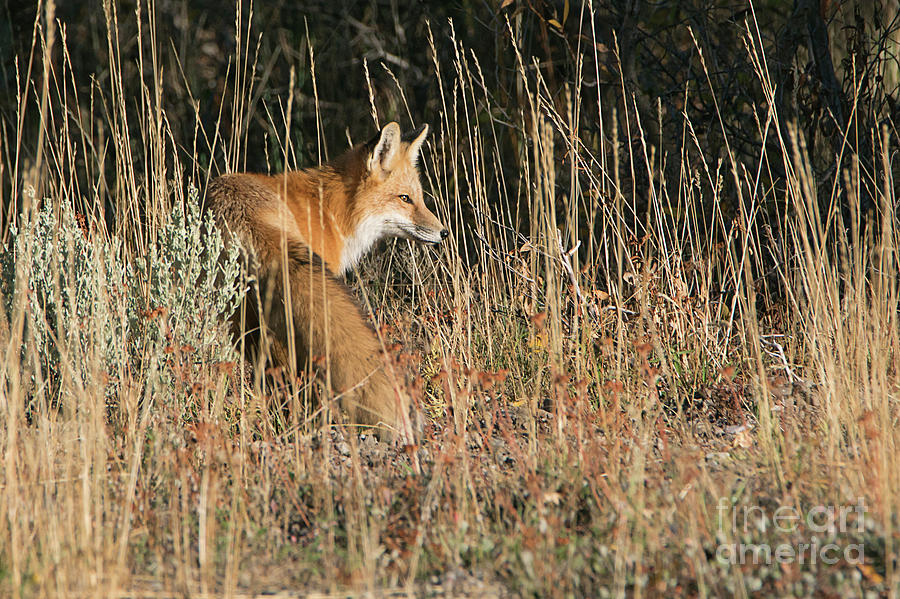 Fox at Grand Teton National Park Photograph by Priscilla Burgers