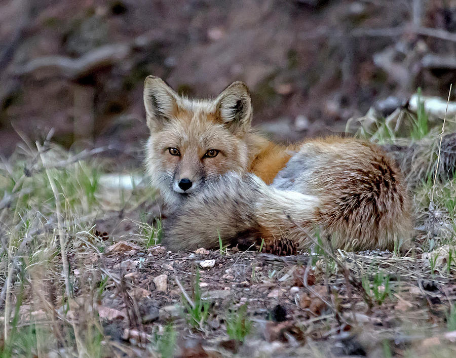 Fox at Rest #1 Photograph by Mindy Musick King