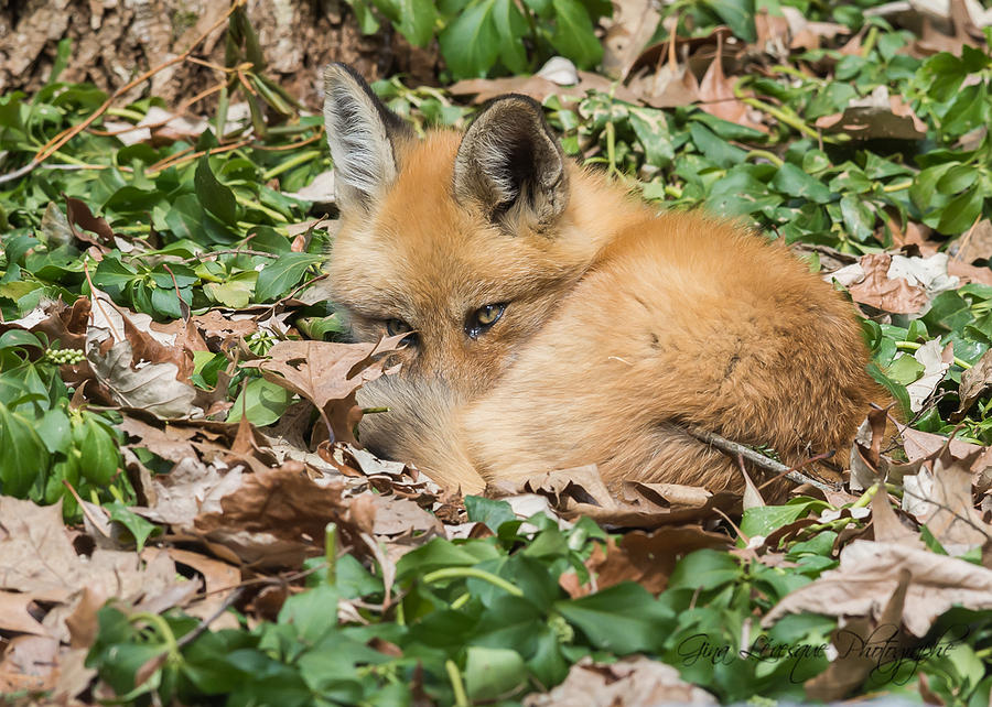 Fox Baby #2 Photograph by Gina Levesque