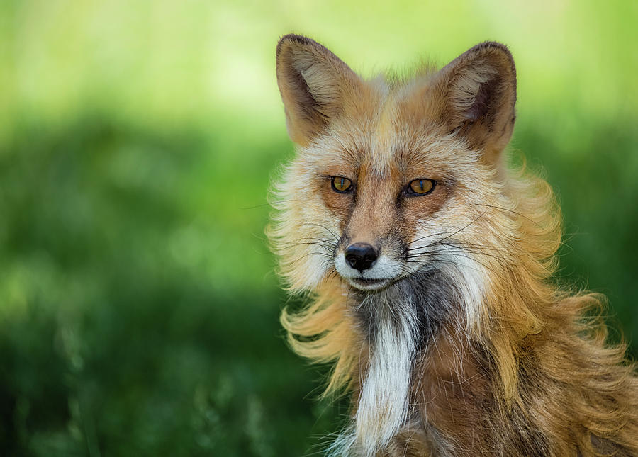 Fox Beauty Photograph by Maria Ollman - Pixels