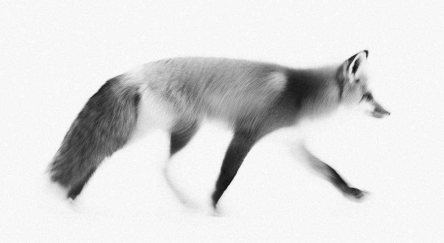 Fox Blur Monochrome Photograph by Max Waugh