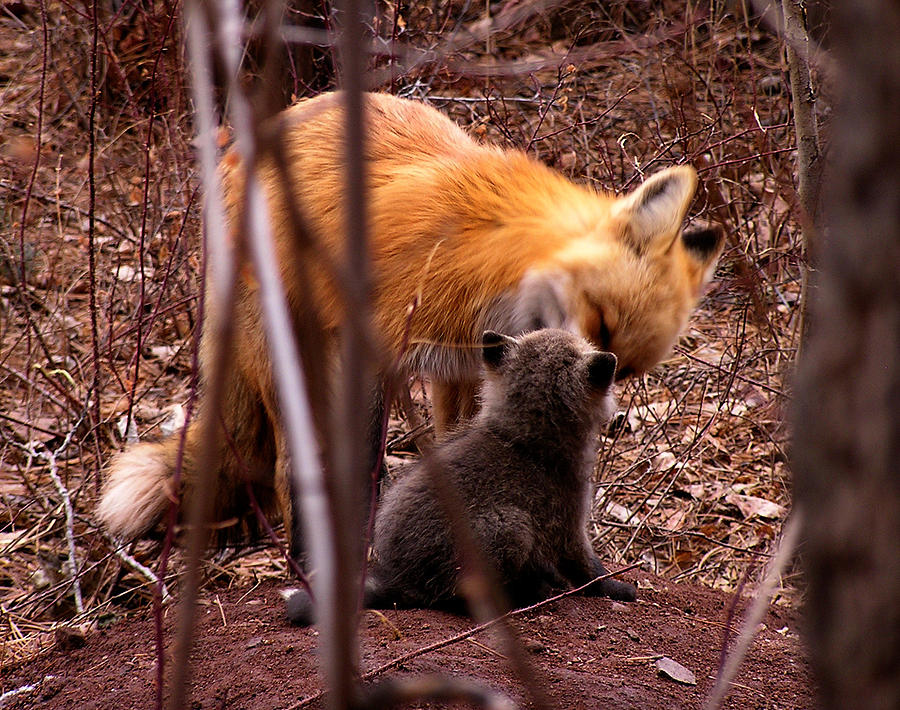 Fox Photograph by Carol Milisen