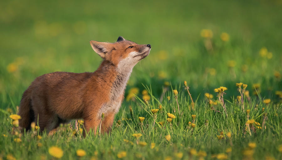 Fox catching a scent Photograph by Sandy Roe