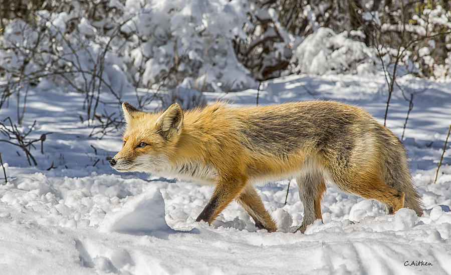 Fox Hunt Photograph by Charles Aitken
