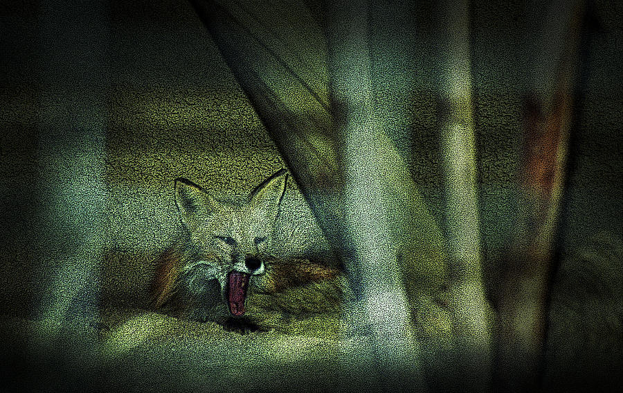 Fox Cry by Maria Reverberi Fox Cry by Maria Reverberi