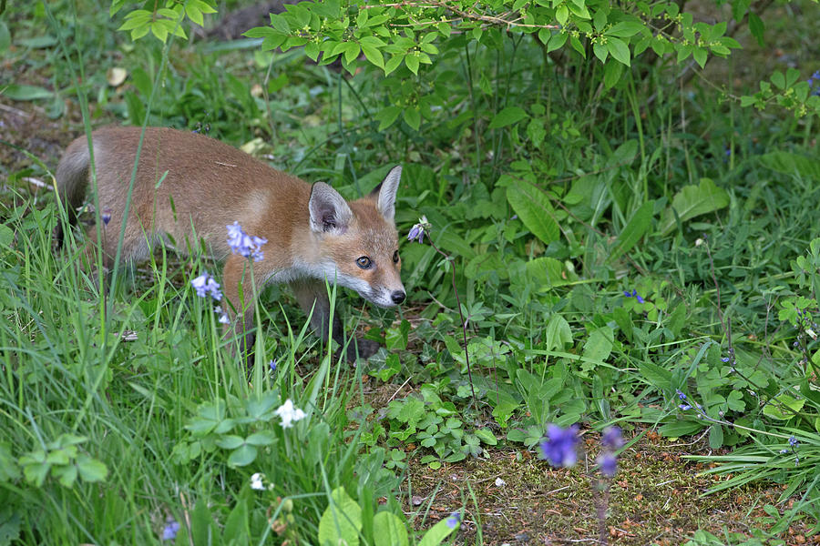 Fox Cub Exploring Photograph by Pete Walkden