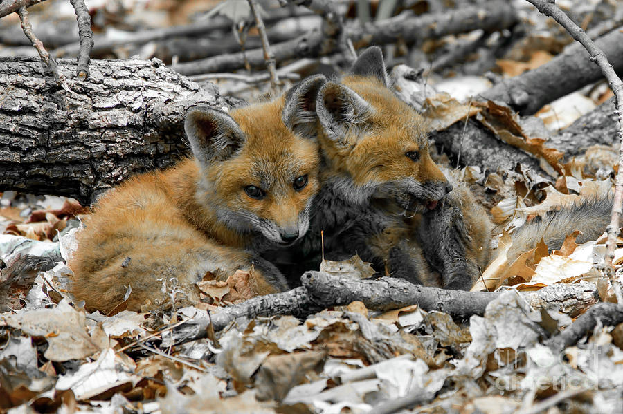 Fox cub love Photograph by Sam Rino