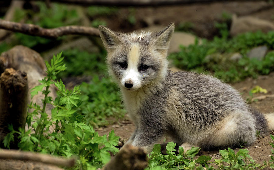 Fox cub portrait Photograph by Sam Rino