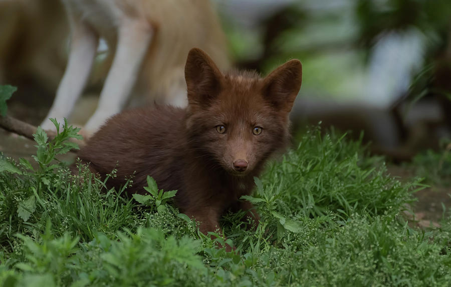 Fox Cub Photograph by Sam Rino