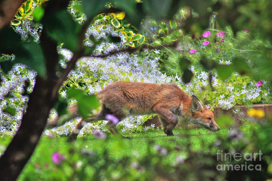 Fox Cub Photograph by Vicki Spindler
