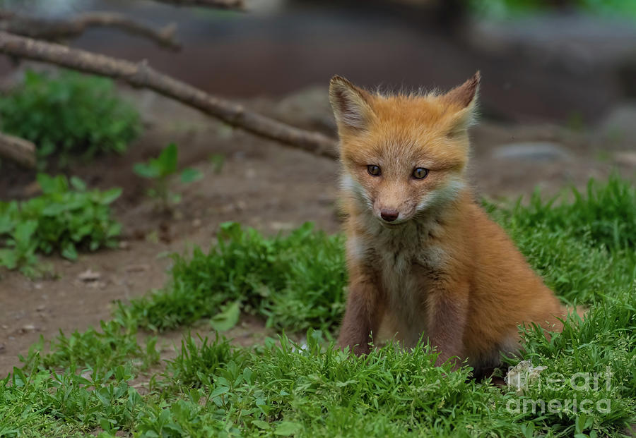 Fox cub with attitude Photograph by Sam Rino