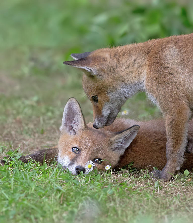Fox Cubs And The Daisies Photograph by Pete Walkden