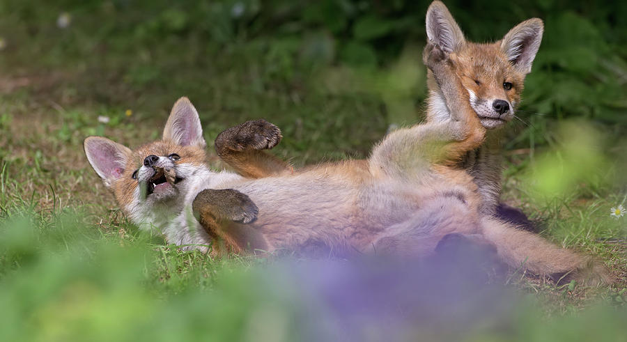 Fox Cubs Playing Photograph by Pete Walkden