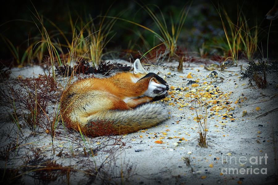 Fox - Do I have to wake up Photograph by Paul Ward