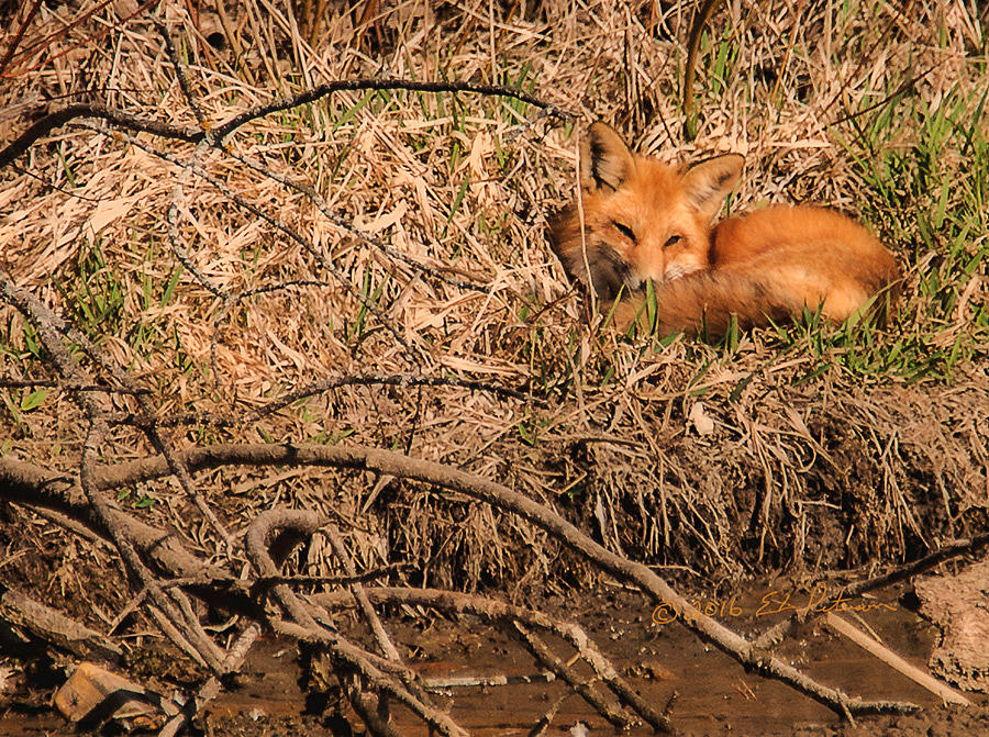 Fox  Photograph by Ed Peterson