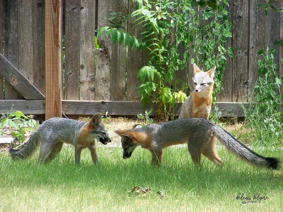 Fox Family by Deleas Kilgore Fox Family by Deleas Kilgore