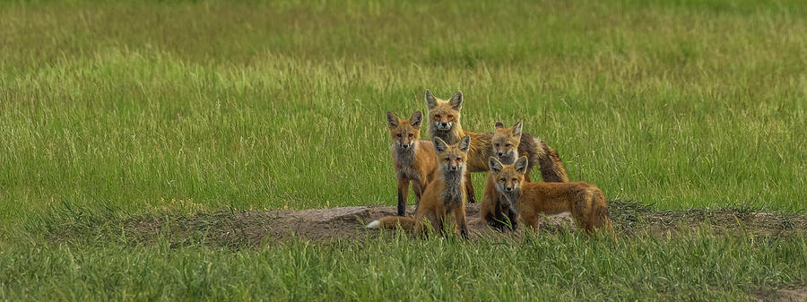 Fox Family Portrait Photograph by Yeates Photography