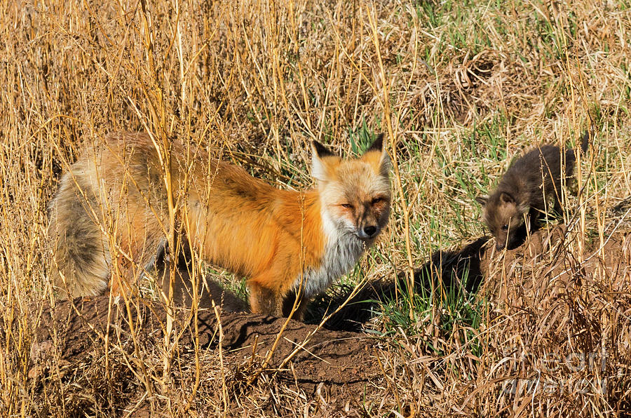 Fox Family Photograph by Steven Krull