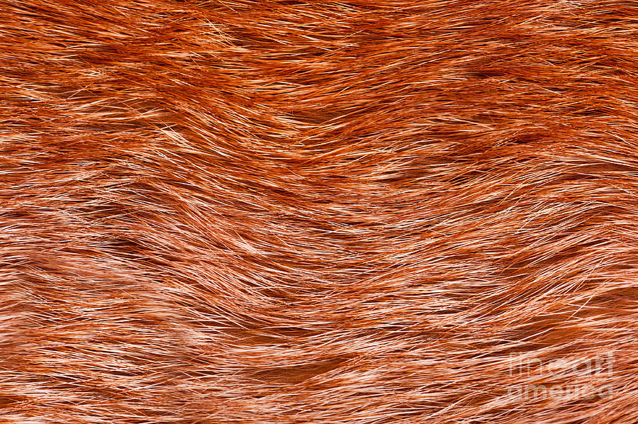 Fox Fur Pelt Texture Cloth Photograph by Arletta Cwalina