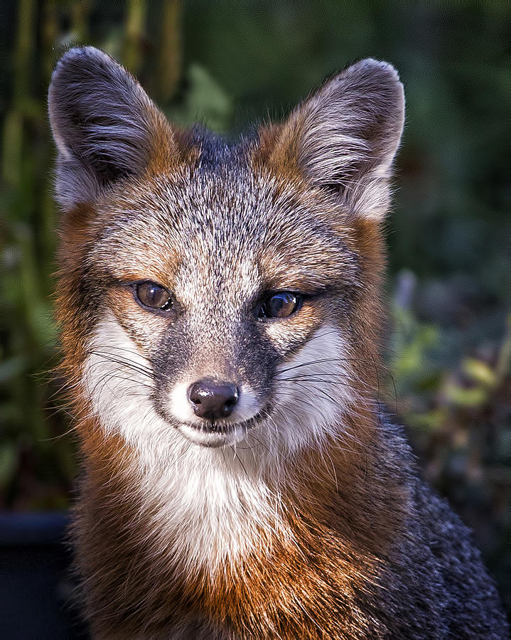Fox Gaze Photograph by Alan Raasch