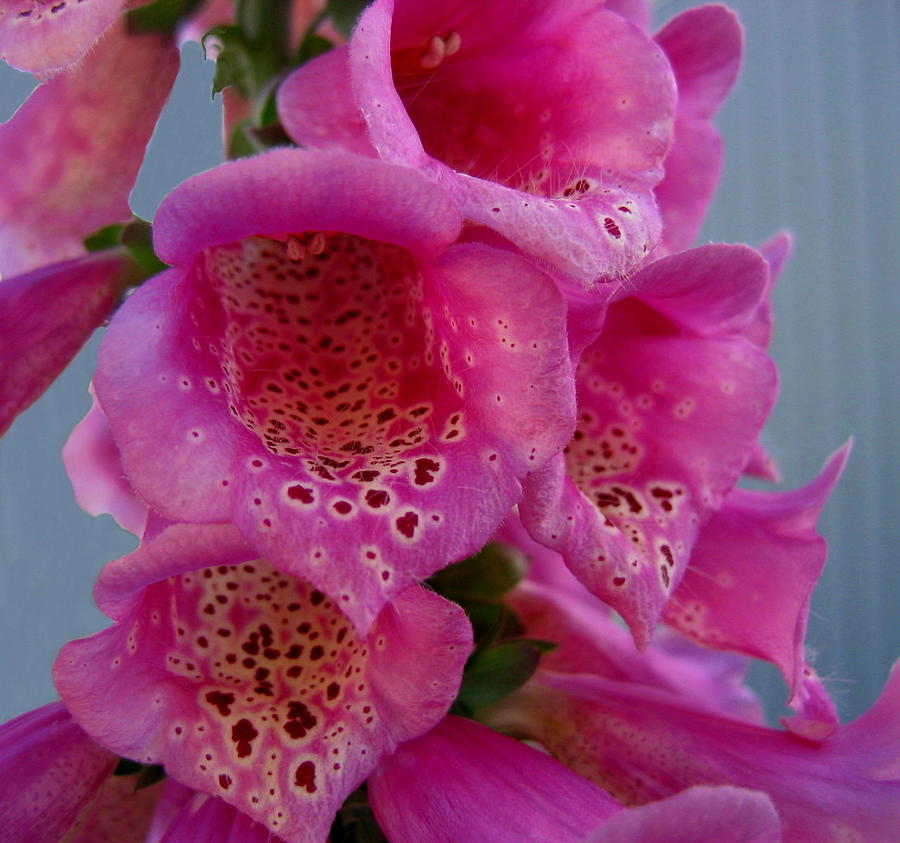 Fox Gloves Photograph by Larry Bacon
