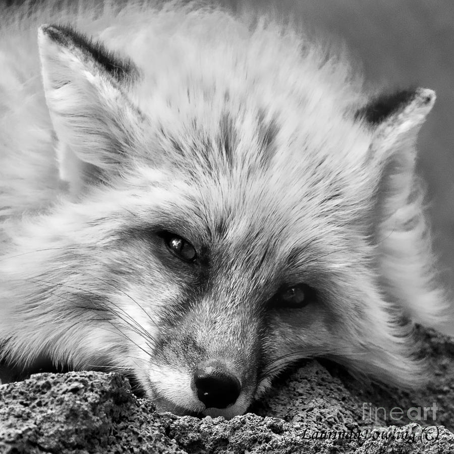 Fox head black and white square format Photograph by Laurinda Bowling