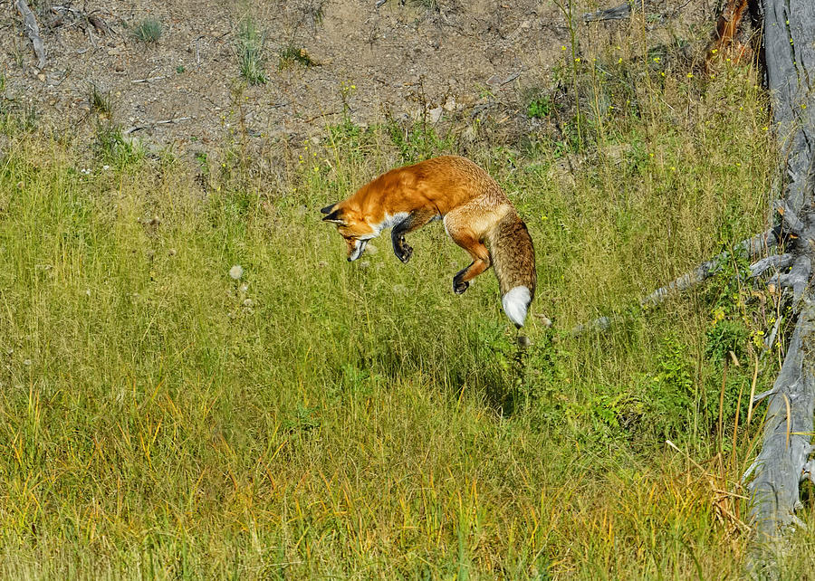 Fox Hunt Photograph by Bill Dodsworth