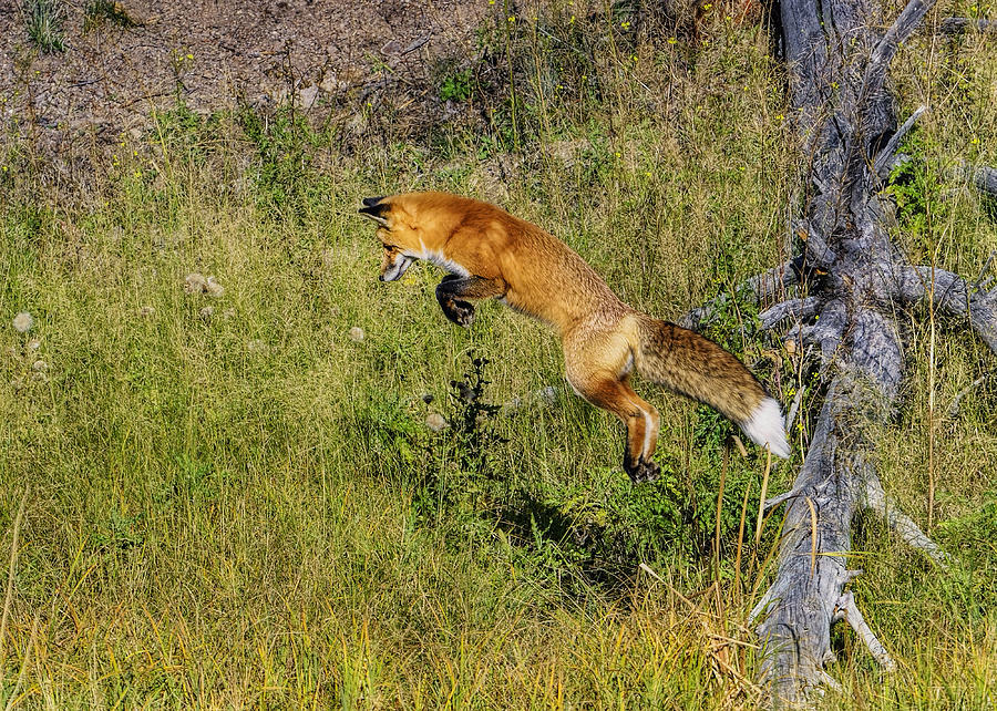 Fox Hunt in the air Photograph by Bill Dodsworth