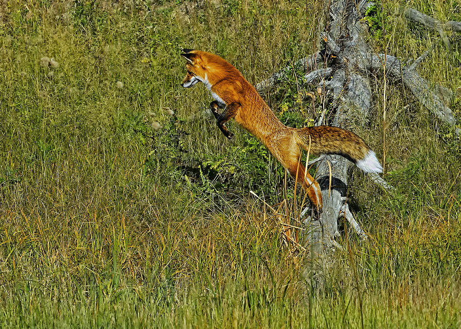 Fox Hunt the leap Photograph by Bill Dodsworth