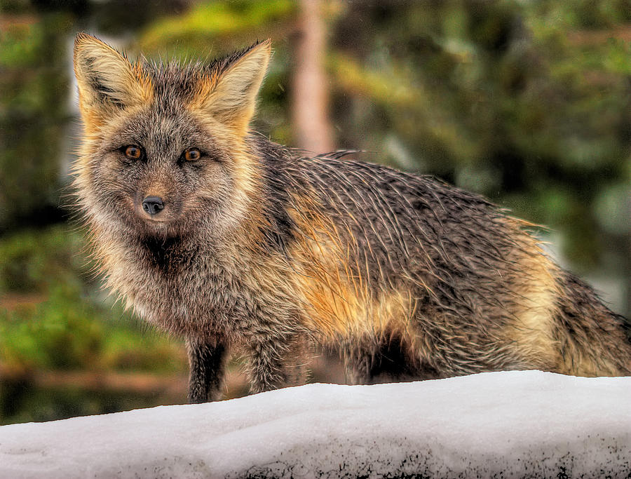 Fox Photograph - Fox Hunting in the Snow by Paul W Sharpe Aka Wizard of Wonders