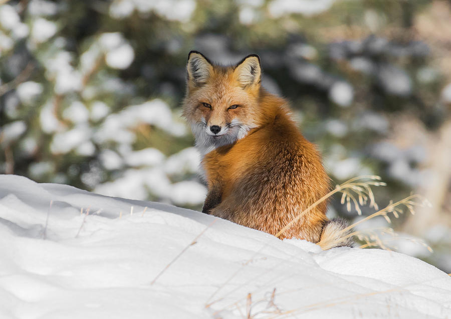 Fox in A Winter Wonderland #2 Photograph by Mindy Musick King