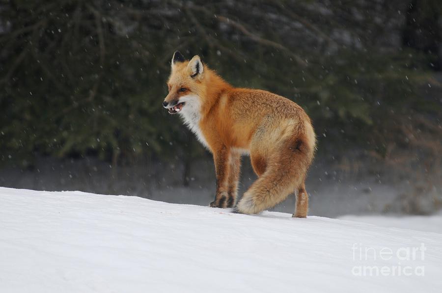Fox in March snow Photograph by Sandra Updyke