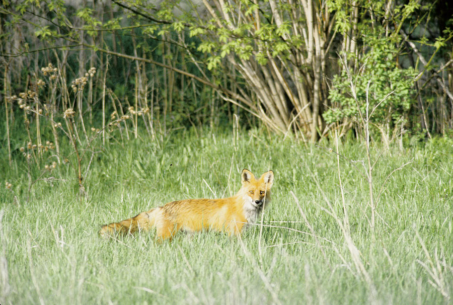 Fox in Meadow Photograph by Steve Somerville