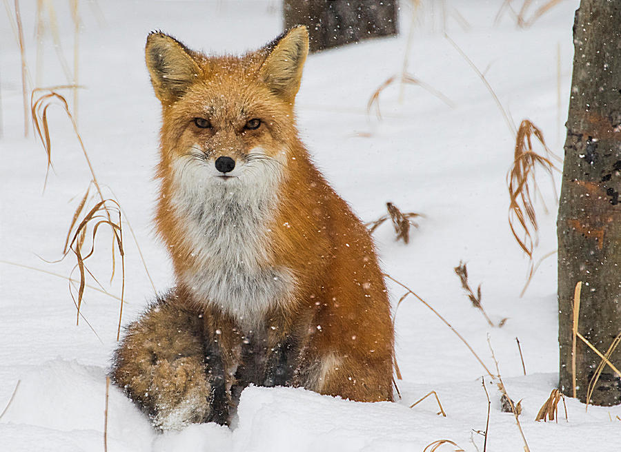 Fox in Snow #4 Photograph by Mindy Musick King