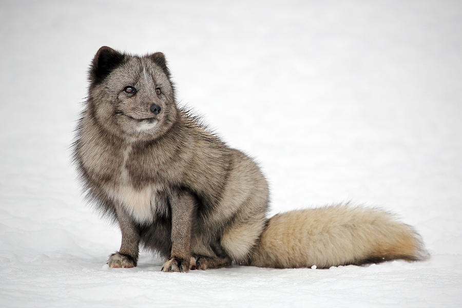 Fox in snow Photograph by Grant Glendinning