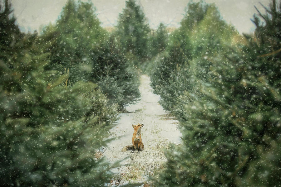 Fox in the Flurries Photograph by Carrie Ann Grippo-Pike
