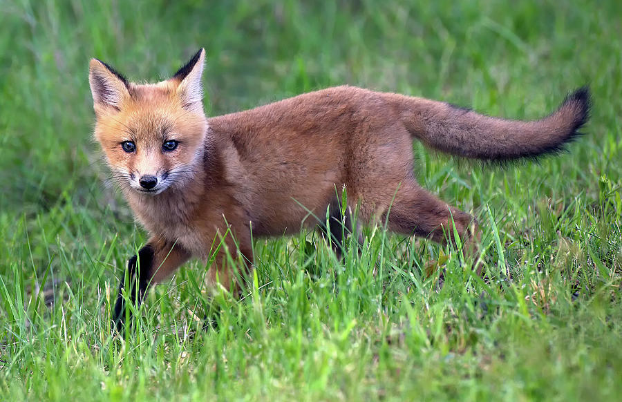 Fox in the Grass Photograph by Art Cole