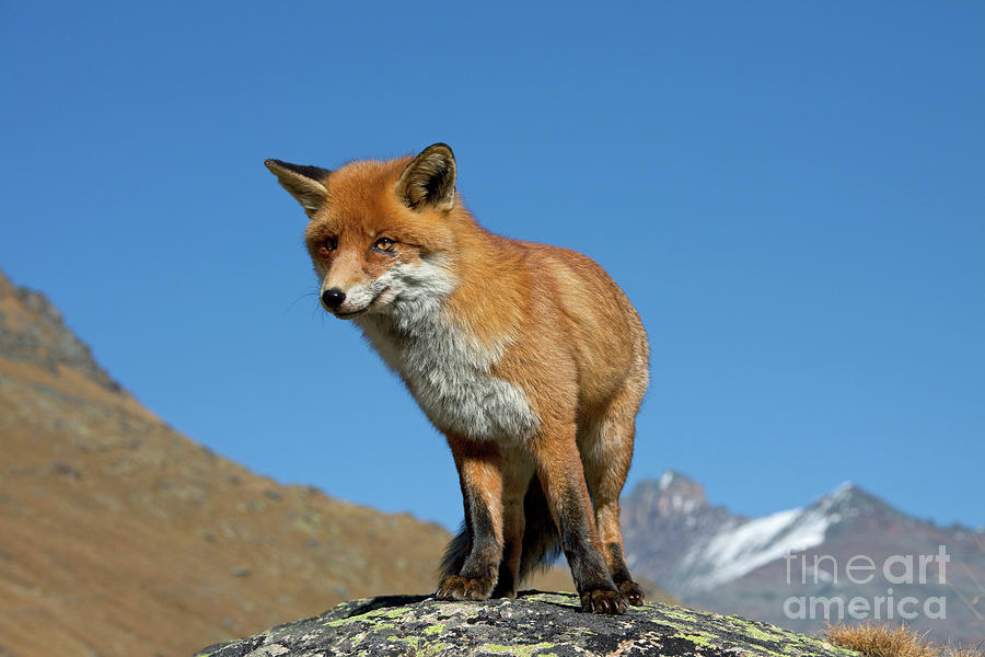 Fox in the Mountains Photograph by Arterra Picture Library
