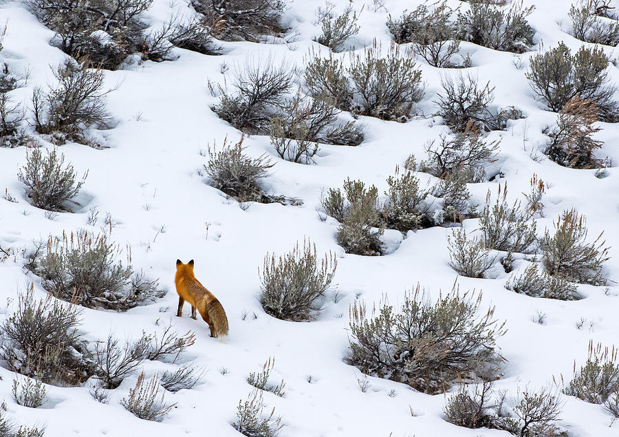 Fox in the Sage Photograph by Max Waugh
