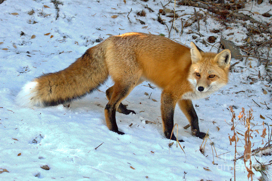 Fox In The Snow Photograph by Adam Jewell