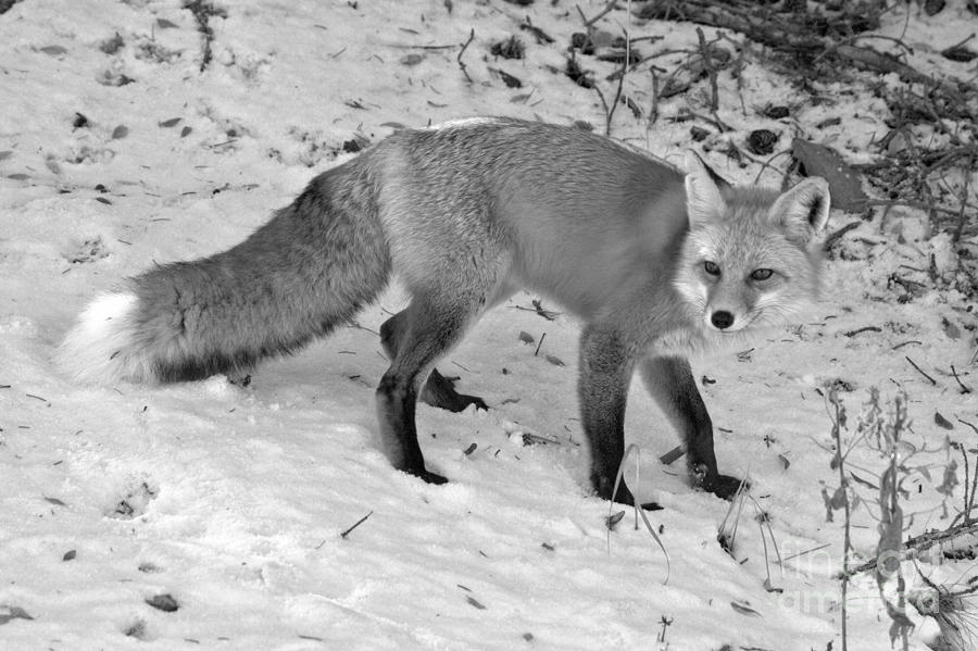 Fox In The Snow Black And White Photograph by Adam Jewell
