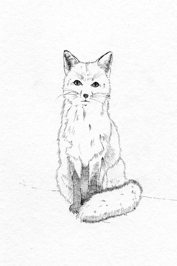 Black And White Drawing - Fox in the Snow by Callan Rogers-Grazado